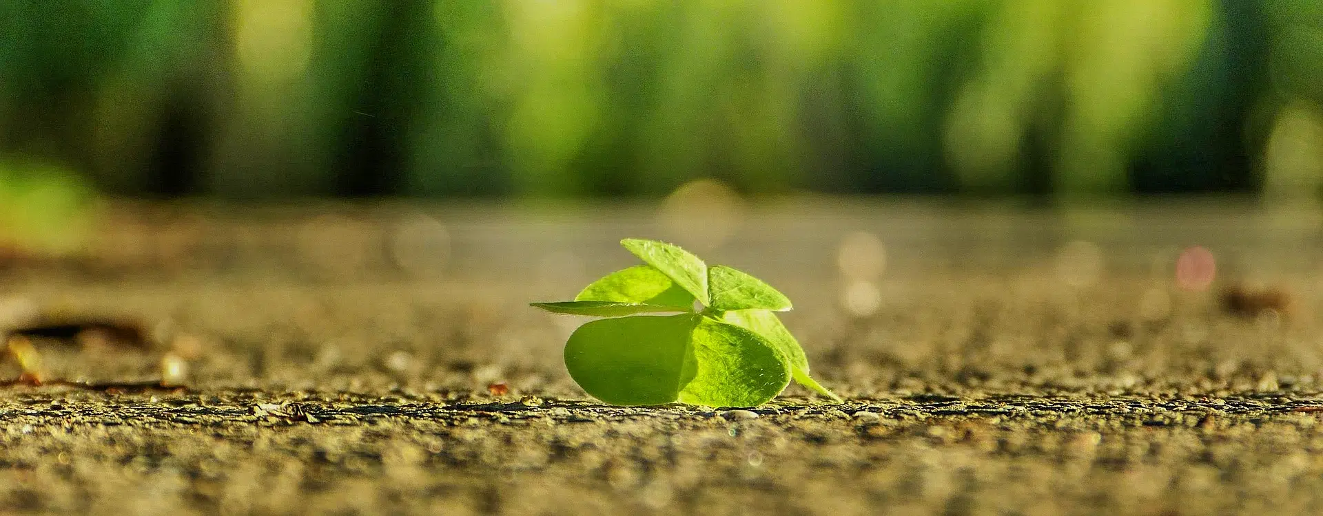 camping paradis bellevue erquy politique de confidentialite