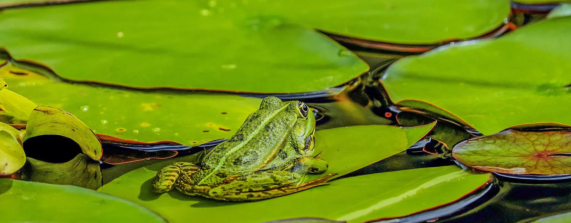 camping paradis ecologie erquy